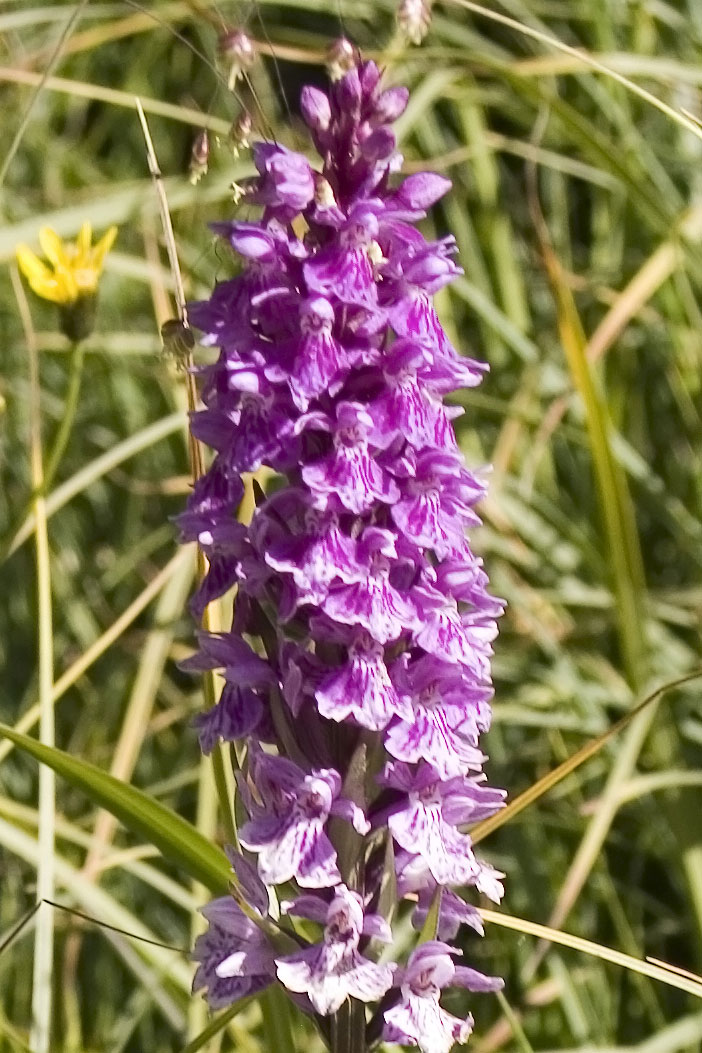 Dactylorhiza maculata